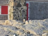 shingle