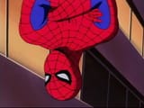 spider hrmpf