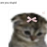 stupid