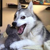 Bad Pun Dog
