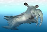 Anomalocaris