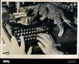 1959-a-secretarys-efficiency-cat-and-typewriter-photo-shows-picture-FPKM7B