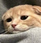 Thread 24556371 OP Image