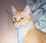 daniel penny after being turned into a cat by kabbalah magic