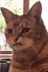 disgusted lil cat