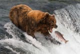 terrific bear image