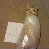 1560600511953