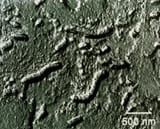 tem-of-martian-bacteria-like-microfossils-nasascience-photo-library