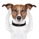 dog-closed-ears