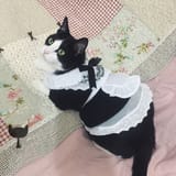 maid cat