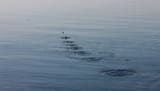 skimming-stones-meta
