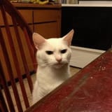 annoyed cat