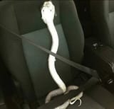 safe seat snek