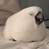 1737786143401389