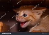 stock-photo-cat-scared-and-cornered-1113610955