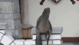funny-animals-seal