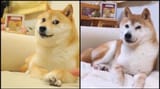 doge passed away