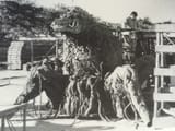 BIOLLANTE_ANIMATRONIC