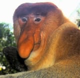 Portrait_of_a_Proboscis_Monkey