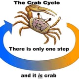 crab cycle