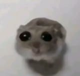 Sad_hamster