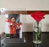 Aniki rose