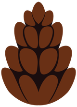 Pine Ponder Color