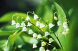 lily_of_the_valley