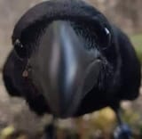 birb