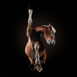under-horses-photographer-andrius-burba-fubiz-6