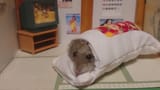 It comfy time