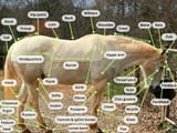Horse-Anatomy-Diagram-1024x768