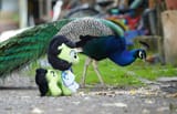 IMG_20250606_162930