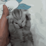 cat-holding-head-cat