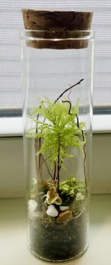 first-attempt-at-making-terrariums-any-suggestion-or-v0-9mcsuy7lni3f1