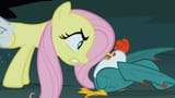 Fluttershy_staring_down_the_cockatrice_S1E17