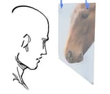 Anon you are the horse
