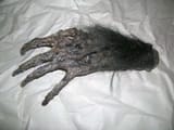 the monkeys paw