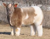shampooed and blowdried cow