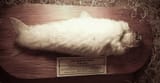 Fur_bearing_trout._Very_rare._(3793949065)