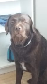 varg dog