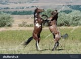 stock-photo-two-brown-wild-horses-fighting-on-a-field-standing-on-their-back-legs-458008429-394004052