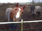 Curious_horse