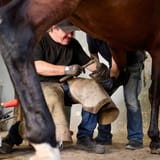farrier