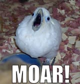 moar bird