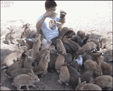 Send this fella to the bunny pit
