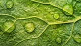 intricate-leaf-veins-stockcake