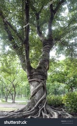 stock-photo-vines-wrapped-around-large-tree-272238197