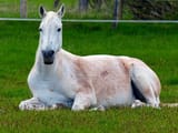 horsie sitting