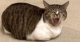 loafed